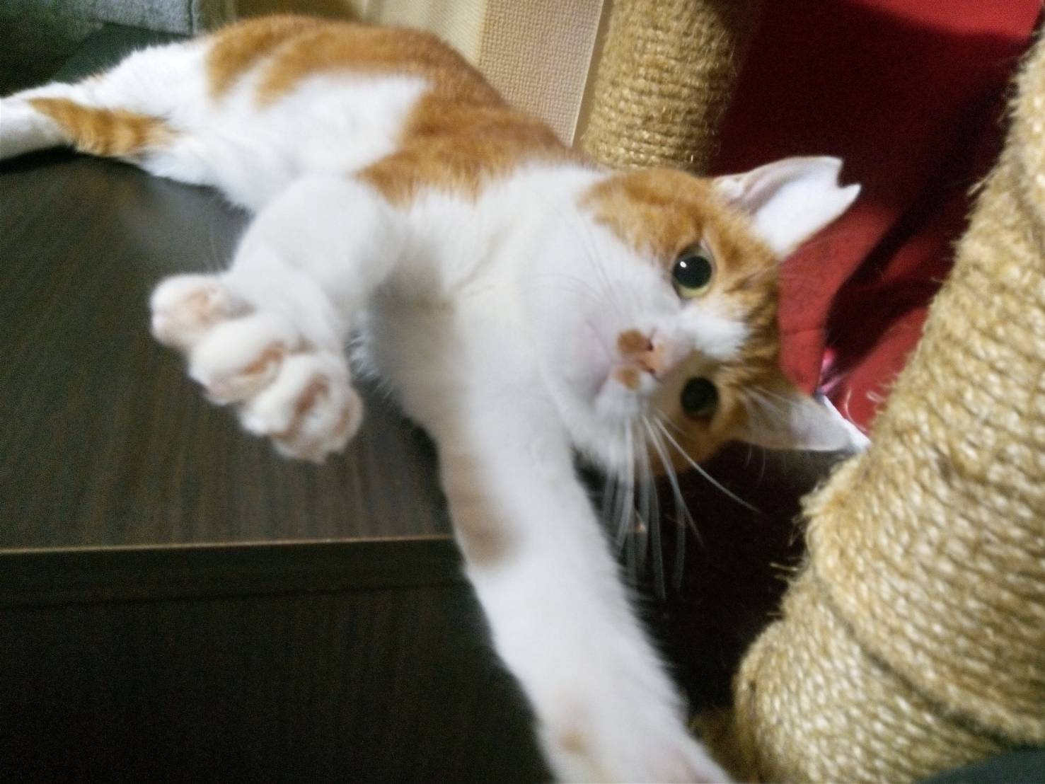 保護猫　里親会　譲渡会　野良猫
ねこでこ　川西市　保護猫を家族に迎えよう