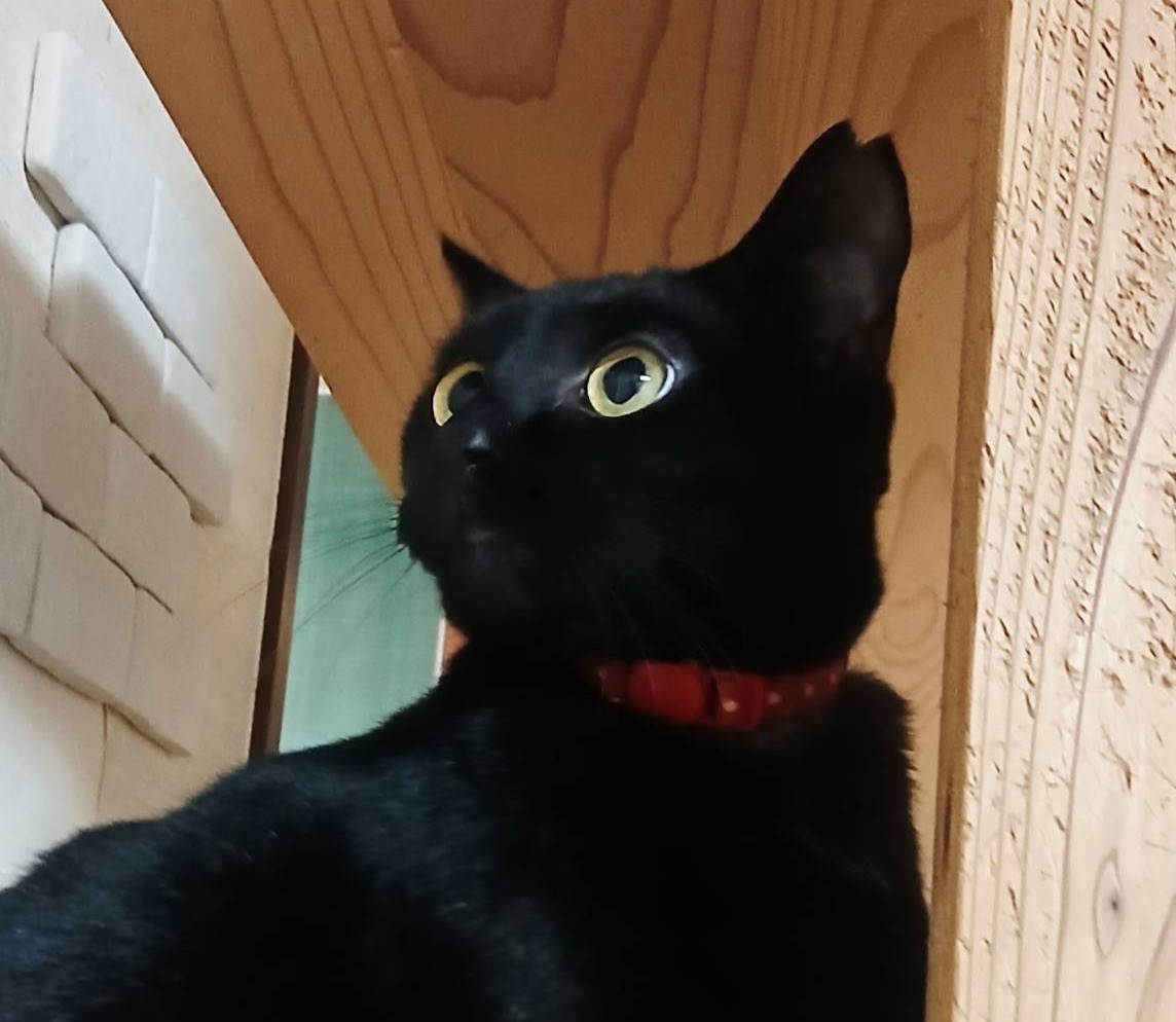 保護猫 里親会 譲渡会 ねこでこ 川西市 保護猫を家族に