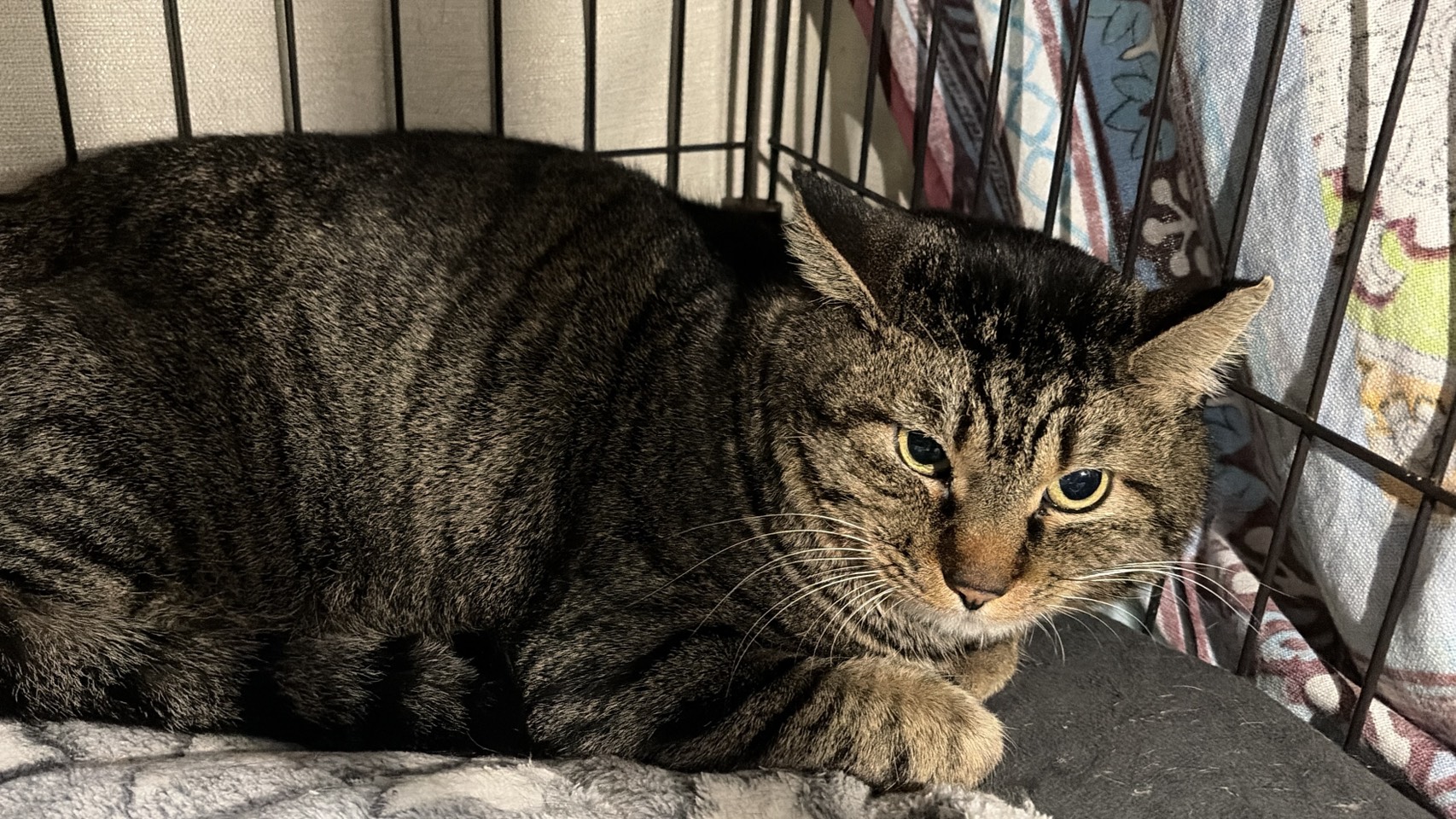 保護猫 里親会 譲渡会 ねこでこ 川西市 保護猫を家族に